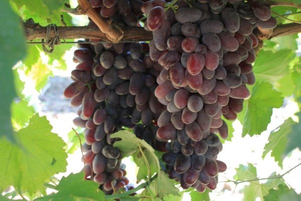 Кракен маркет что это