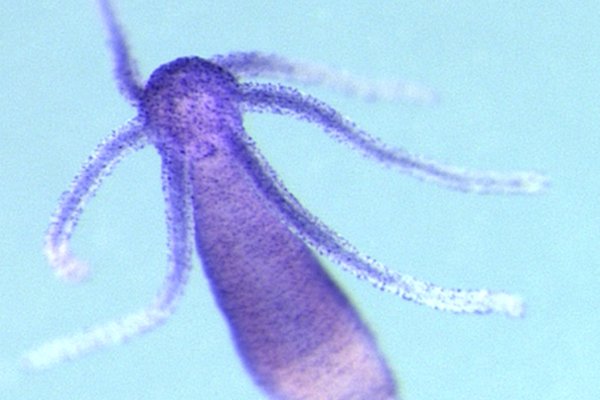 Кракен ссылка в тор