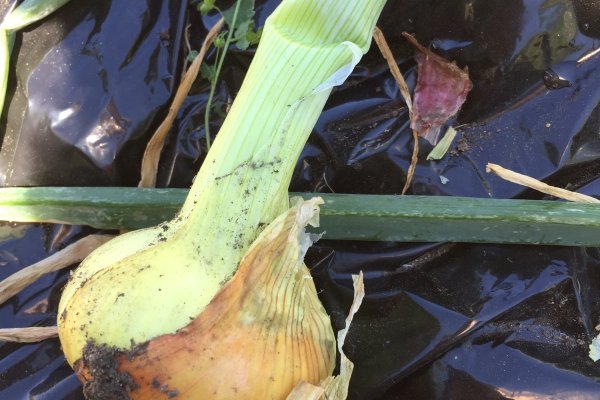 Ссылка на кракен оригинал