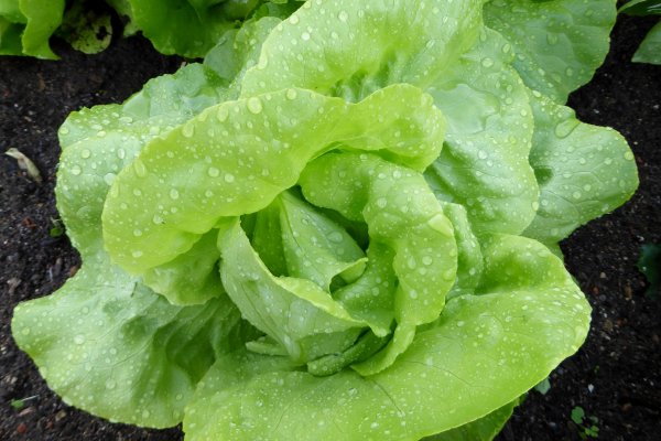 Кракен ссылка призыва нет