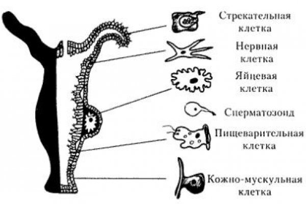 Kraken com darknet