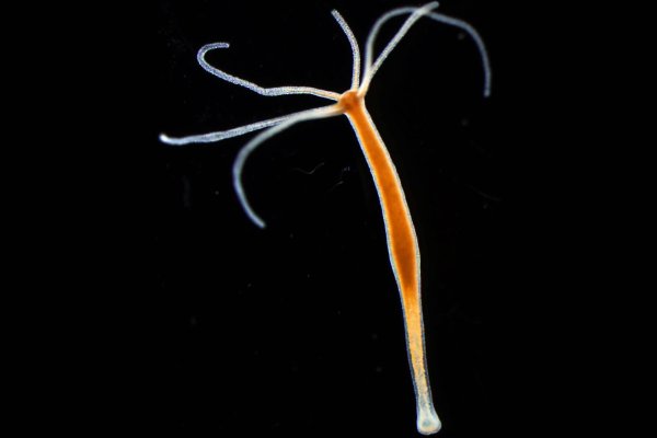 Какая сейчас ссылка на кракен